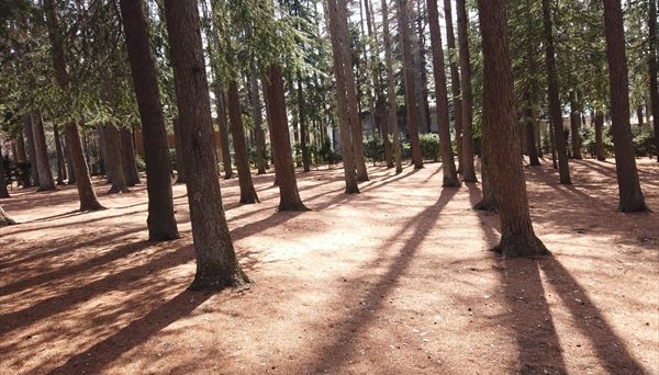 ニューブリッヂキャンプ場